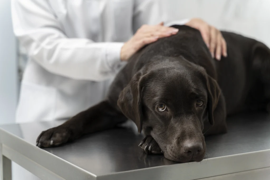 Molecular testing for dogs