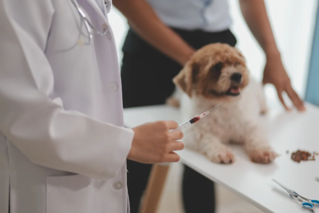 blood test for pets