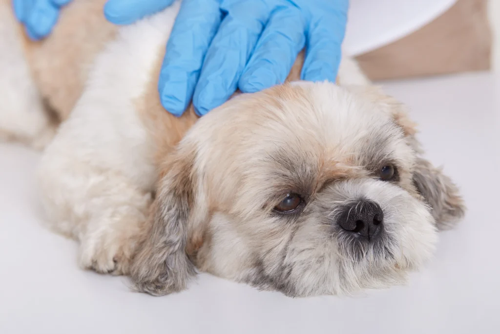 RT-PCR test for dogs