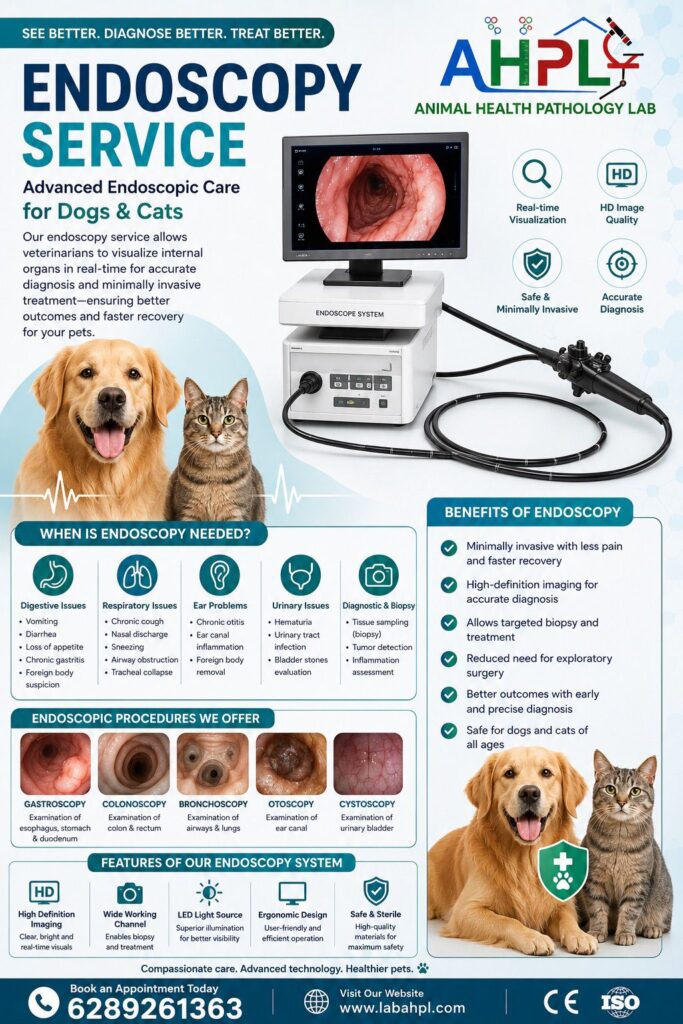 Veterinary Endoscopy Service